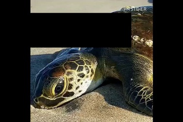 Clip vật thể "kinh dị" như sinh vật lạ