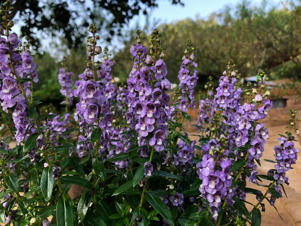 Mắc kẹt ở Mộc Châu do Hà Nội giãn cách, gia đình làm vườn đẹp mê - 7 Mắc kẹt ở Mộc Châu do Hà Nội giãn cách, gia đình làm vườn đẹp mê - 7