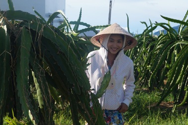 Hồng Ân, Nguyệt Ánh đấu trí trong vườn thanh long