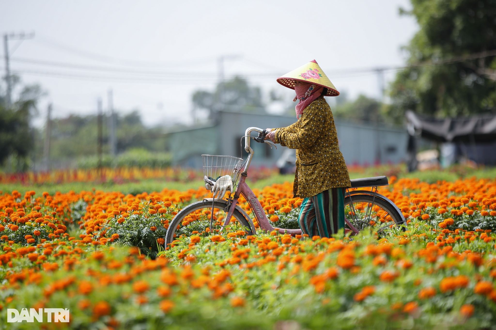 Thủ phủ hoa lớn nhất Bình Dương tất bật ngày giáp Tết - 13