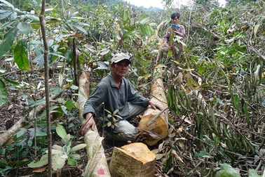 “Âm thầm” công bố kết quả thanh tra các vụ phá rừng?