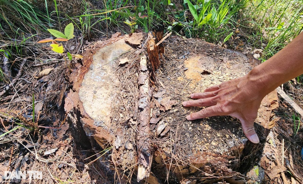 Điều tra vụ rừng thông 3 lá bị đốn hạ ở Lâm Đồng - 1 Điều tra vụ rừng thông 3 lá bị đốn hạ ở Lâm Đồng - 1