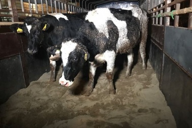 Vì sao TH nhập khẩu đàn bò Mỹ quy mô lớn?