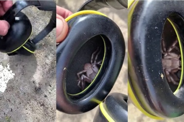 Choáng váng khi phát hiện nhện khổng lồ "làm tổ" trong tai nghe