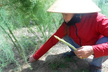 Thu gần nửa tỷ đồng/ha nhờ trồng măng tây xanh