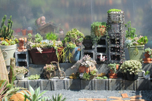 Vợ chồng trẻ rủ nhau bỏ phố về quê, làm vườn đẹp mê chỉ hết 1 triệu đồng