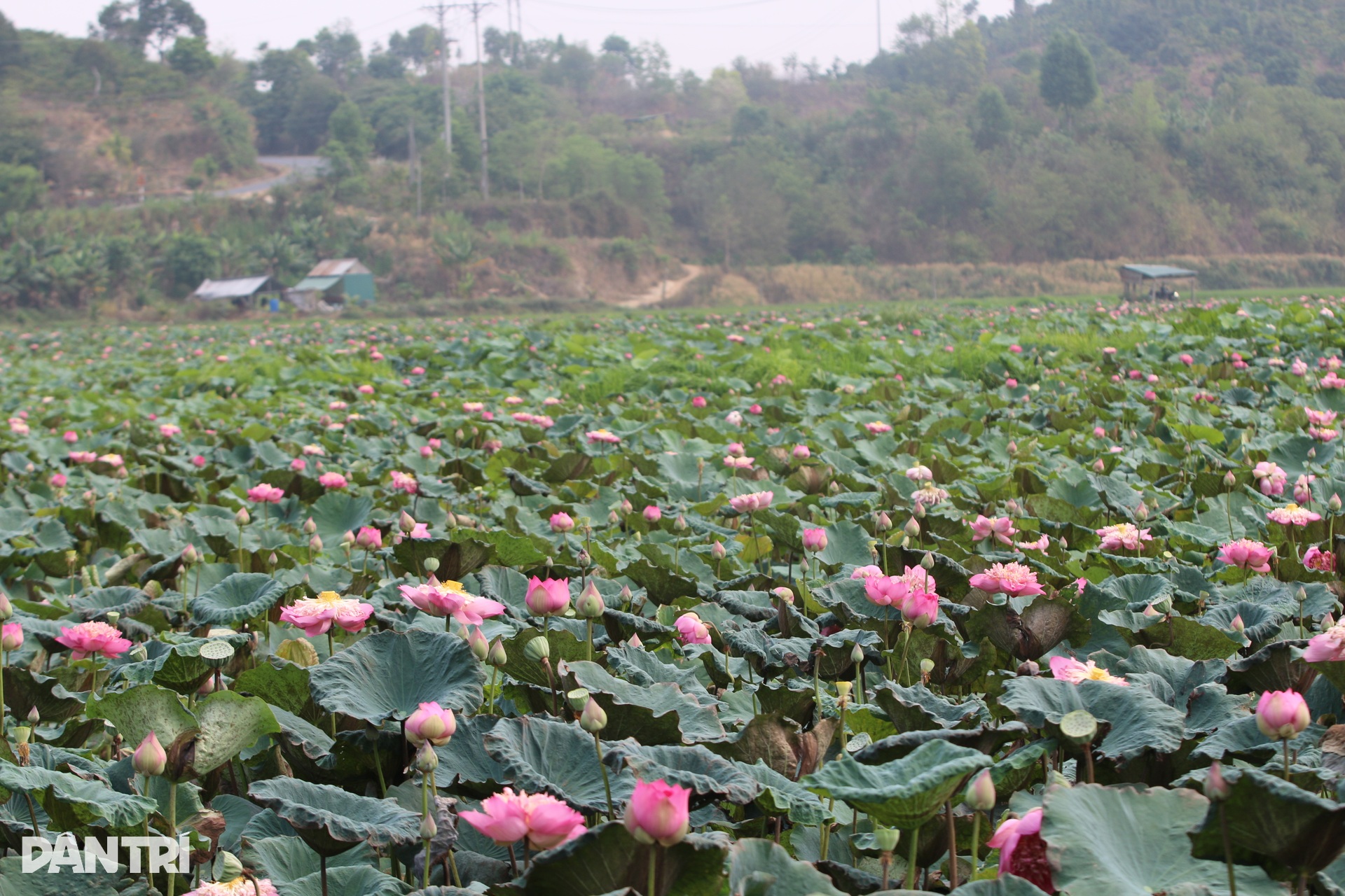 Sen nở kín trên đầm nước được hình thành từ khoảng 300.000 năm trước - 1 Sen nở kín trên đầm nước được hình thành từ khoảng 300.000 năm trước - 1