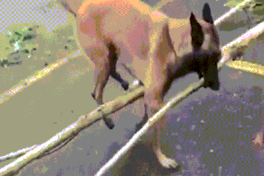 Chó cực khôn miệt mài làm việc giúp chủ dọn cây đổ sau siêu bão