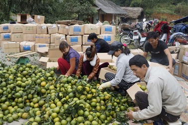 Trồng cam làm giàu
