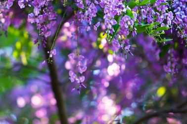 Sơn Trà mơ màng mùa hoa tím