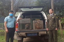 Các gia đình giao nộp cá thể khỉ quý hiếm để thả về rừng