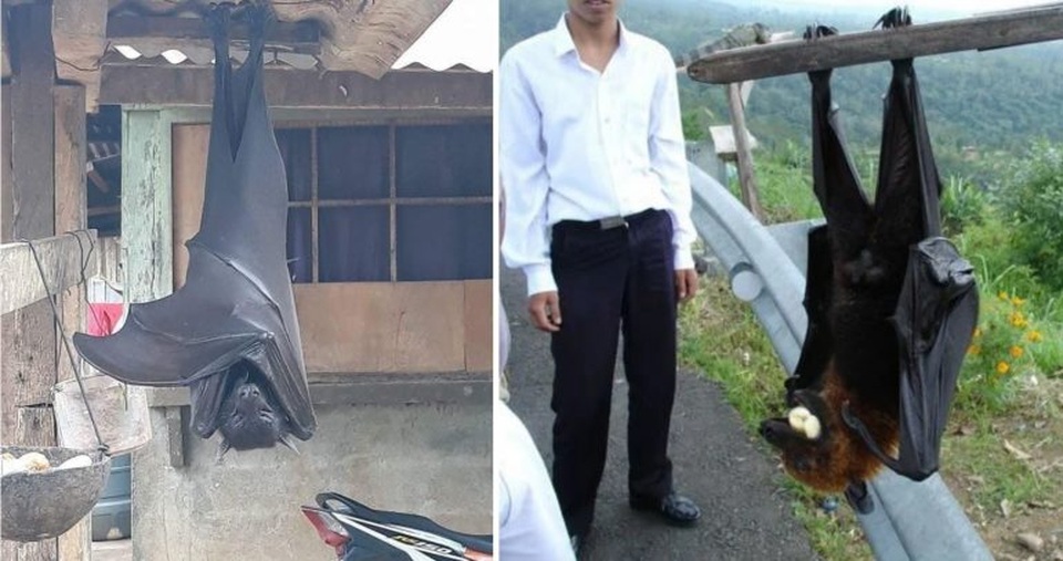 Sốc với loài dơi Philippines to bằng người lớn - 1 Sốc với loài dơi Philippines to bằng người lớn - 1