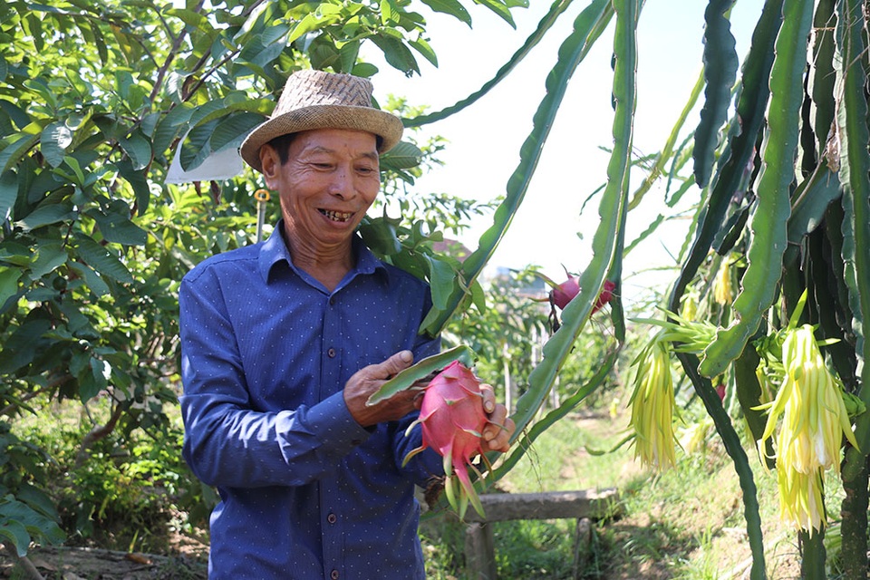 Bắt vườn tạp “đẻ” trăm triệu đồng/năm, thương binh thoát nghèo bền vững - 7 Bắt vườn tạp “đẻ” trăm triệu đồng/năm, thương binh thoát nghèo bền vững - 7