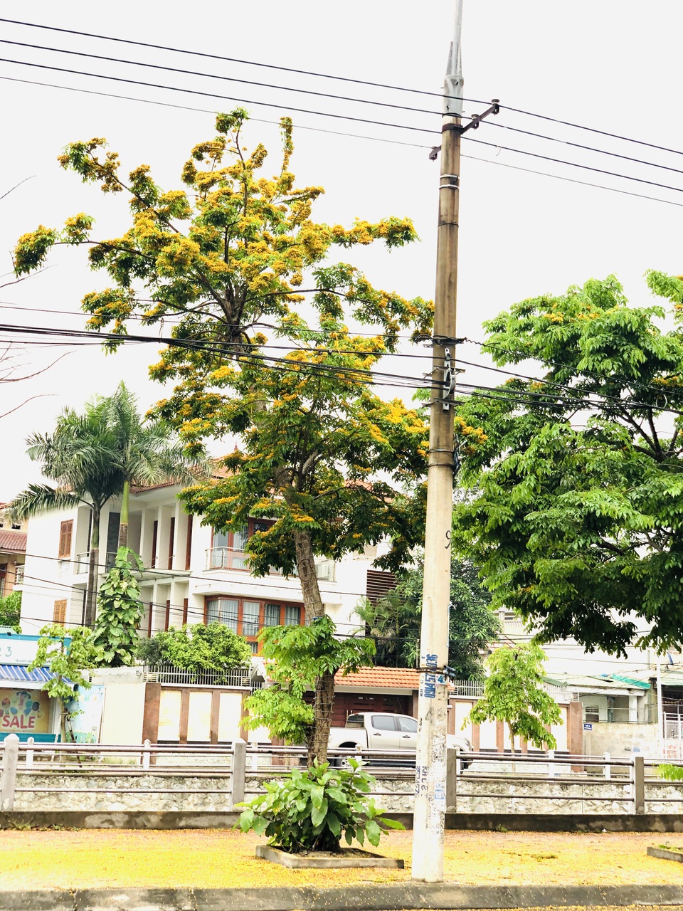 Mùa hoa Giáng Hương rực rỡ thành Vinh - 26 Mùa hoa Giáng Hương rực rỡ thành Vinh - 26