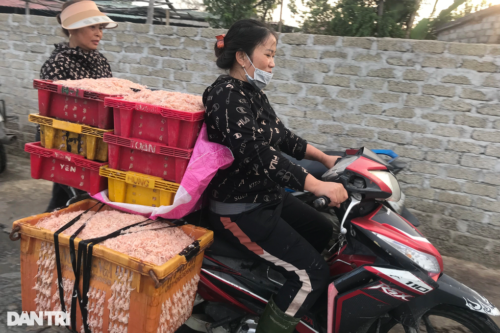 Đi một đêm, ngư dân Nghệ An thu về hàng chục triệu đồng - 9 Đi một đêm, ngư dân Nghệ An thu về hàng chục triệu đồng - 9