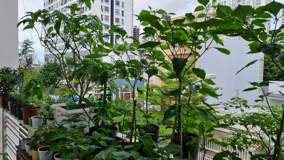 Trào lưu làm vườn, trồng cây gia vị hiếm có khó tìm của các ông bố Việt - 1 Trào lưu làm vườn, trồng cây gia vị hiếm có khó tìm của các ông bố Việt - 1