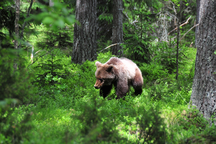 Tại sao loài gấu ngủ đông mà cơ thể không hình thành cục máu đông?