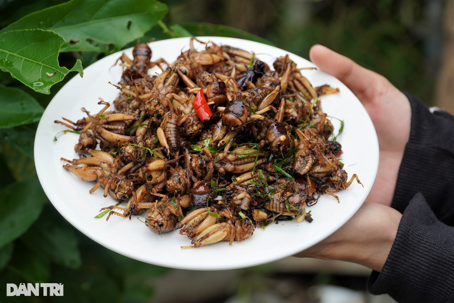 Tuyệt chiêu đổ nước săn đặc sản mỗi vụ mùa vui kiếm tiền - 11 Tuyệt chiêu đổ nước săn đặc sản mỗi vụ mùa vui kiếm tiền - 11