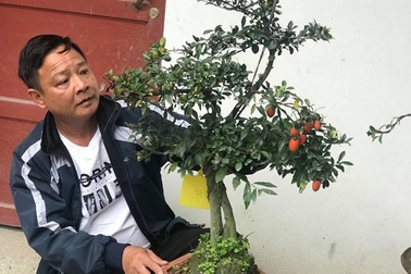 "Chơi ngông", đại gia chi trăm triệu mua hồng đá hiếm về chưng Tết