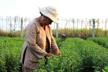 Người trồng hoa lạc quan với thị trường hoa Tết