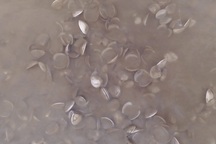 Mất 17 tỷ đồng vì nghêu bất ngờ chết hàng loạt