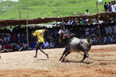 Độc đáo lễ hội đấu bò ở làng Mudikadai Ấn Độ