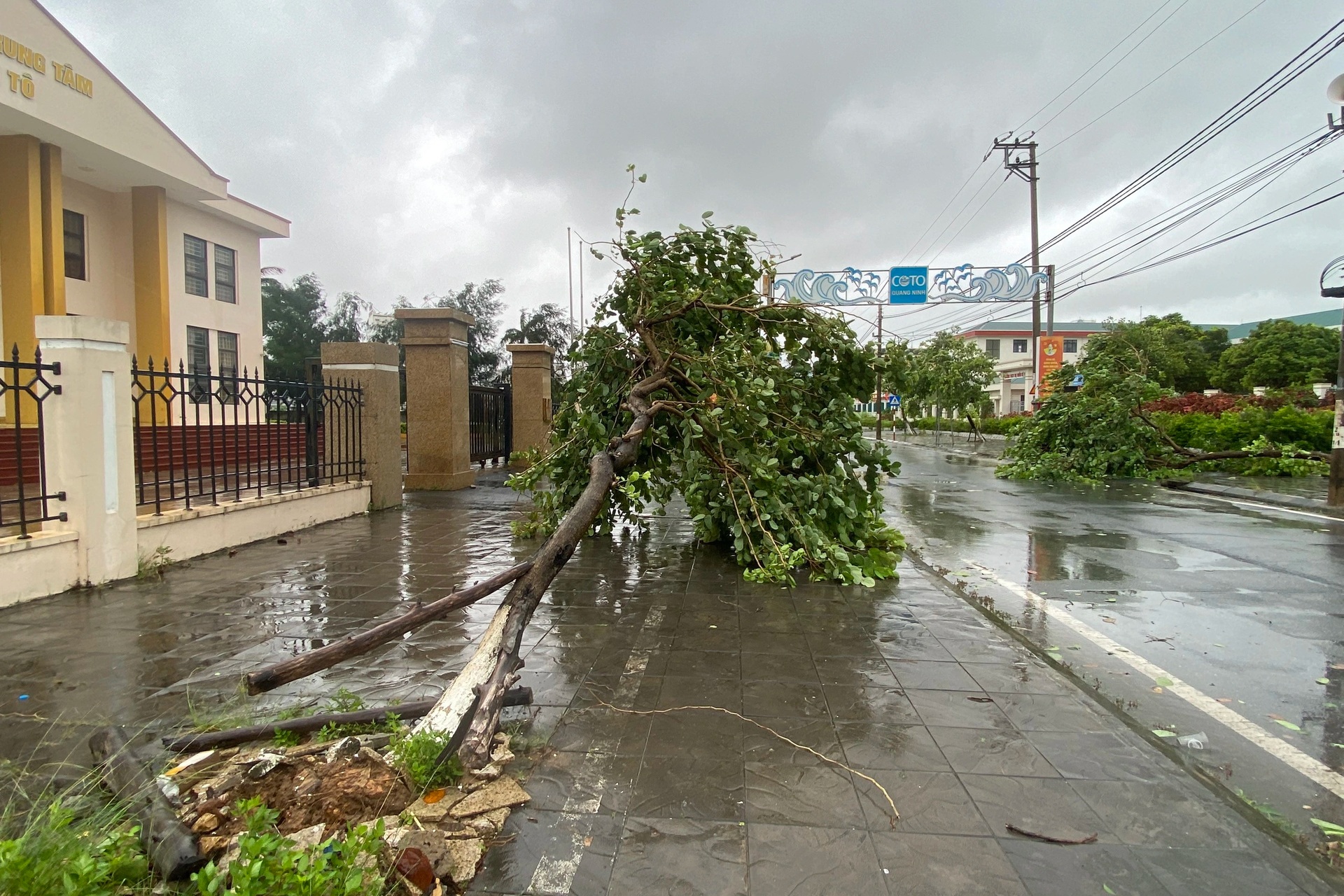 View - Trees uprooted as Storm Prapiroon sweeps through Quang Ninh | DTiNews - Dan Tri International, the news gateway of Vietnam