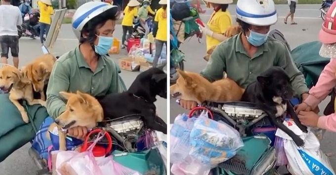 Hình ảnh đàn chó được vợ chồng anh H. chở từ Long An về Cà Mau để tránh dịch.