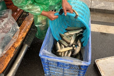 Khu dân cư đại gia: Mấy trăm triệu mua 2 tấn cá phóng sinh xuống hồ