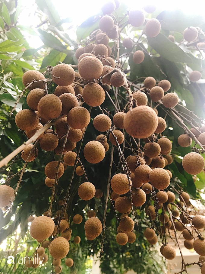 Khu vườn mang tên hạnh phúc của bà mẹ trẻ Hà Nội dành thời gian chăm chút vì muốn sống gần hơn với thiên nhiên - Ảnh 3. Khu vườn mang tên hạnh phúc của bà mẹ trẻ Hà Nội dành thời gian chăm chút vì muốn sống gần hơn với thiên nhiên - Ảnh 3.