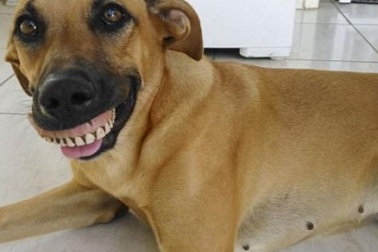 Chú chó nổi tiếng vì có hàm... răng người