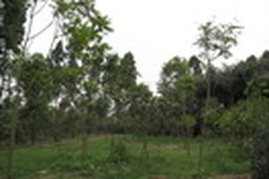 Nhiều “bất thường” trong một Quyết định giao đất