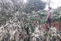 Mùng 2 Tết đi thăm rẫy, tá hỏa phát hiện hàng chục cây sầu riêng bị chặt phá