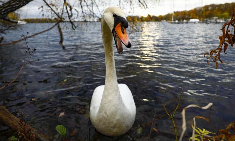 Hơn 20 chuyến tàu bị hoãn vì một con thiên nga đau khổ - 2