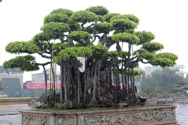 Ngắm dàn “siêu cây” hàng triệu USD của đại gia xứ Thanh