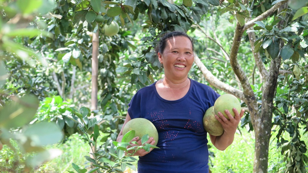 Phú Thọ: Nhân rộng mô hình kinh tế hiệu quả, giảm nghèo bền vững - 1 Phú Thọ: Nhân rộng mô hình kinh tế hiệu quả, giảm nghèo bền vững - 1