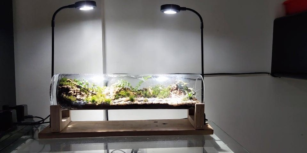 Terrarium - thú chơi nuôi dưỡng tình yêu với thiên nhiên hút giới trẻ - 7 Terrarium - thú chơi nuôi dưỡng tình yêu với thiên nhiên hút giới trẻ - 7
