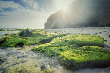 Vẻ đẹp mê hoặc lòng người của "cánh đồng rêu" ở Lý Sơn