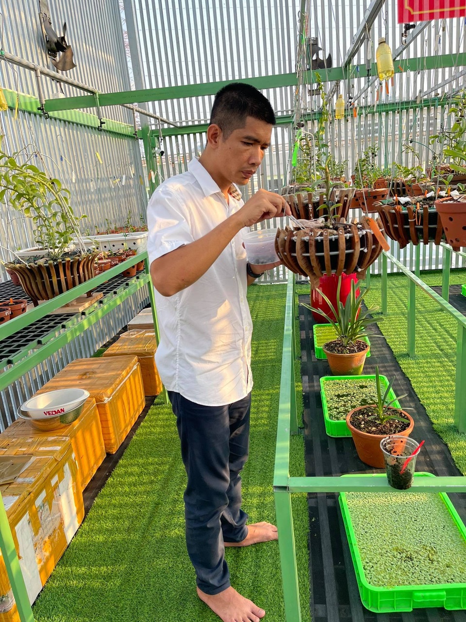 Nghệ nhân Lê Cao Thắng chia sẻ kinh nghiệm chăm sóc lan trong mùa mưa - 2 Nghệ nhân Lê Cao Thắng chia sẻ kinh nghiệm chăm sóc lan trong mùa mưa - 2
