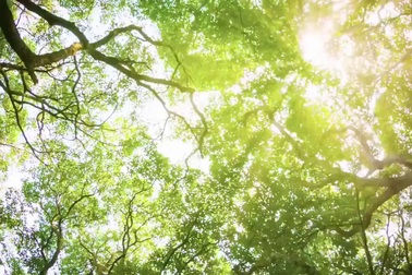 Hoa hậu Phạm Hương quảng bá du lịch Đà Nẵng chào đón APEC