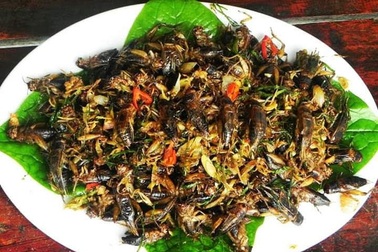 Cuộc phiêu lưu của thầy dạy Toán và con dế mèn