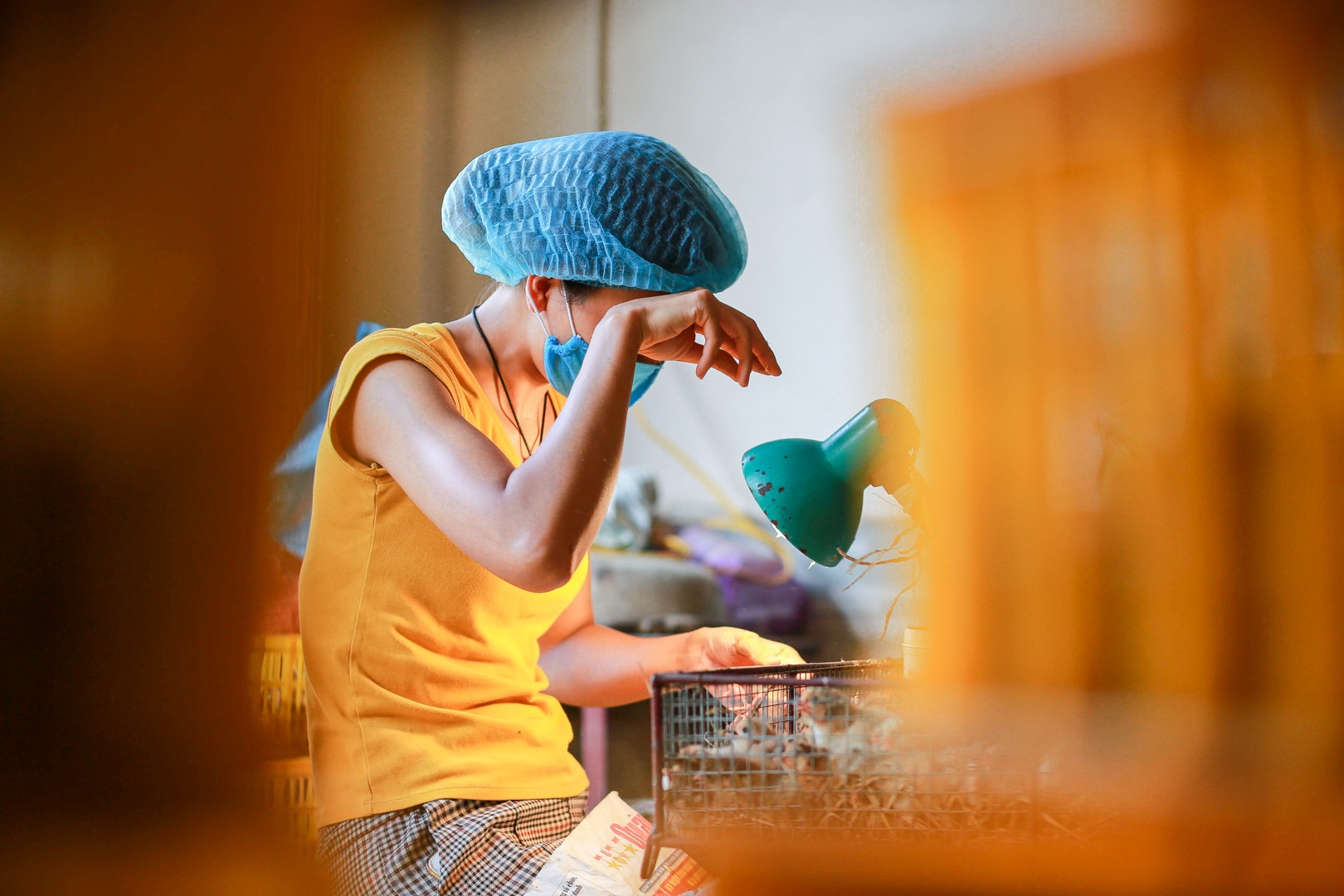 Nghề độc, lạ soi giới tính gà kiếm tiền triệu mỗi ngày - 11 Nghề độc, lạ soi giới tính gà kiếm tiền triệu mỗi ngày - 11