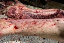 Thu mua lợn bệnh, bán cho bếp ăn công nhân tại Hà Nội