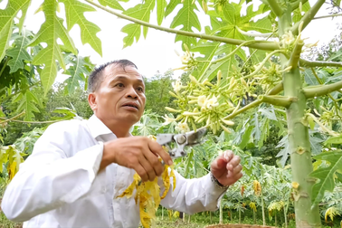 Nông dân đút túi cả triệu đồng mỗi ngày nhờ loại hoa "thần dược"