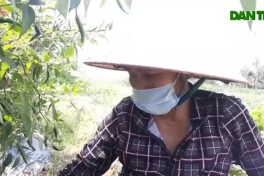 Nông dân Bình Định khóc ròng vì giá ớt tuột tận đáy