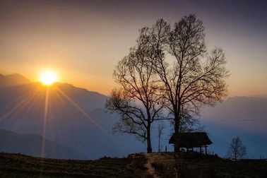 Tạm dừng cắm cọc bê tông bên 2 cây cổ thụ song song "đẹp nhất Y Tý"