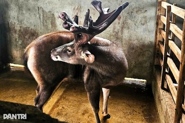 Chàng trai trẻ sở hữu đàn nai thu nhập cả tỷ đồng mỗi năm