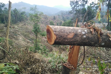 Khởi tố bị can đốn hạ gần 10ha rừng phòng hộ tại huyện Vũ Quang