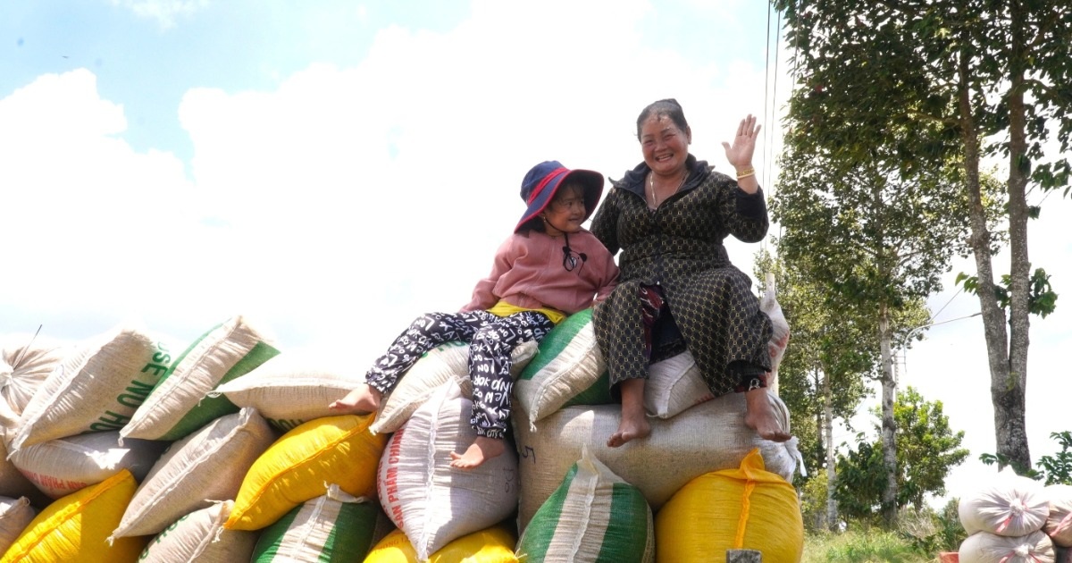 Giá lúa giảm nhưng gạo đặc sản vẫn tăng mạnh, nông dân "thoải mái nuôi con"