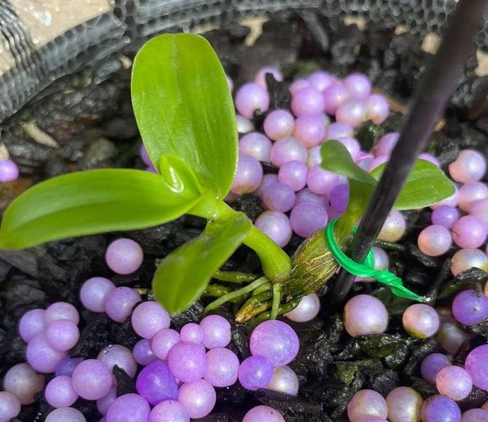 Lo ngại lan đột biến trở thành bản sao lùm xùm của chim cảnh, cây cảnh - 3 Lo ngại lan đột biến trở thành bản sao lùm xùm của chim cảnh, cây cảnh - 3